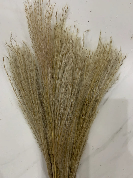 Feuilles de Pampas fins