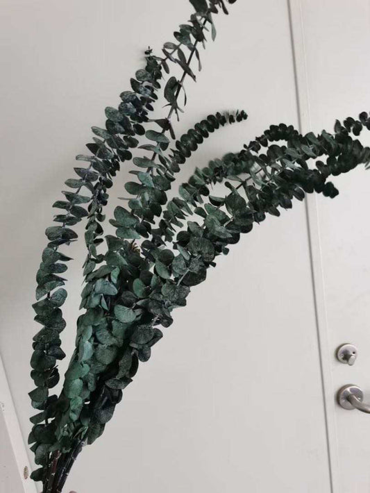 Eucalyptus séché naturel