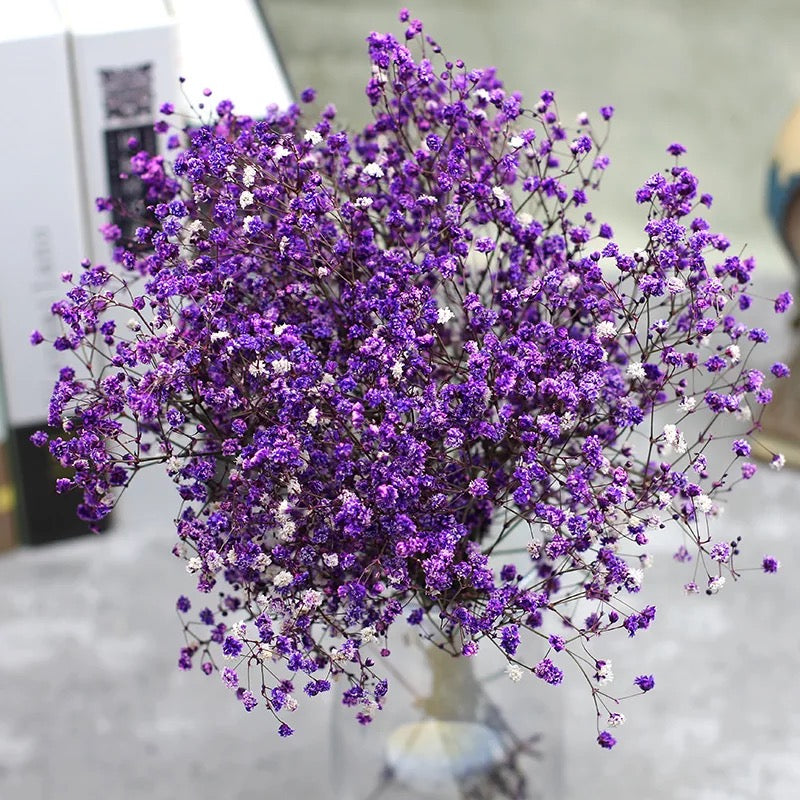 Gypsophile Séché
