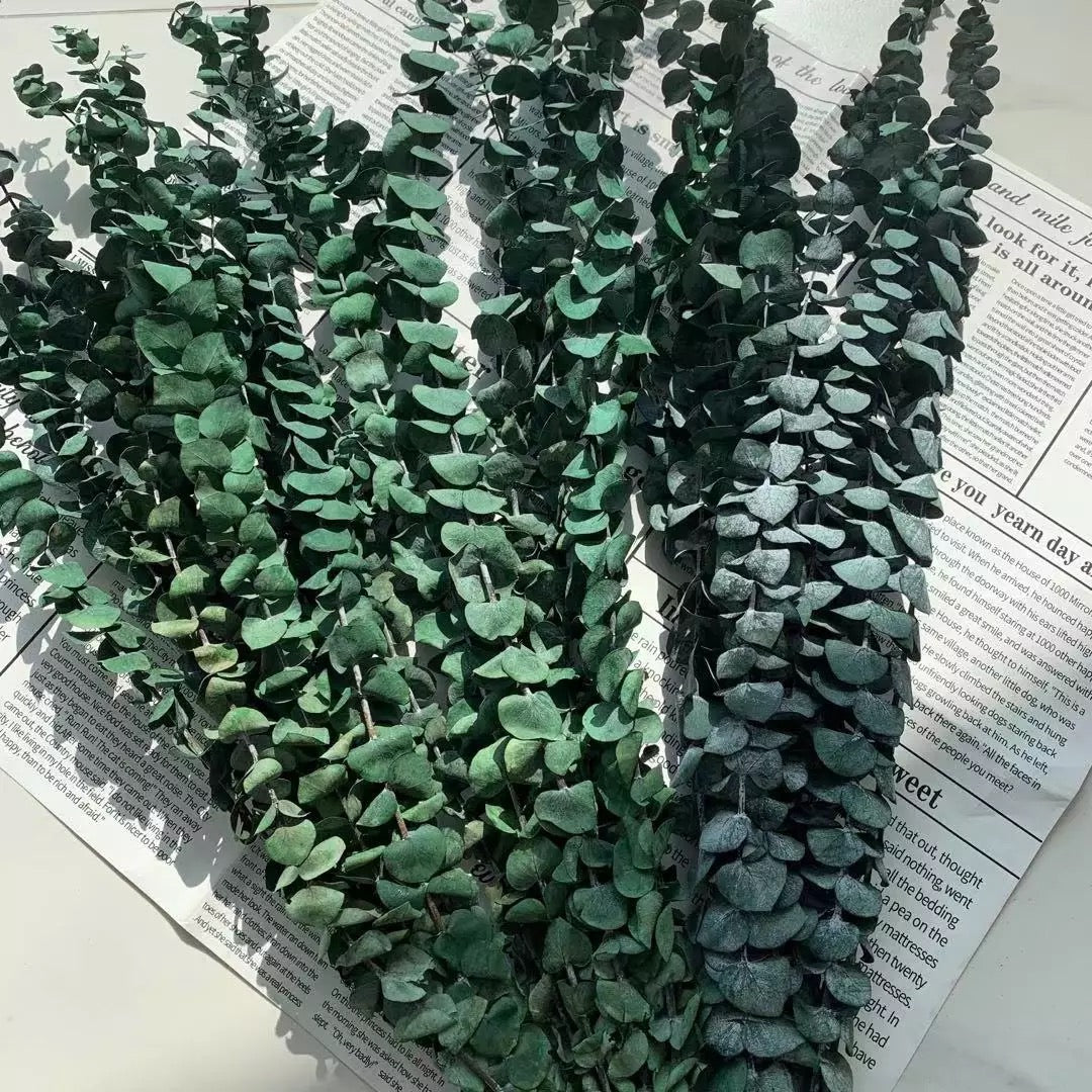 Eucalyptus séché naturel
