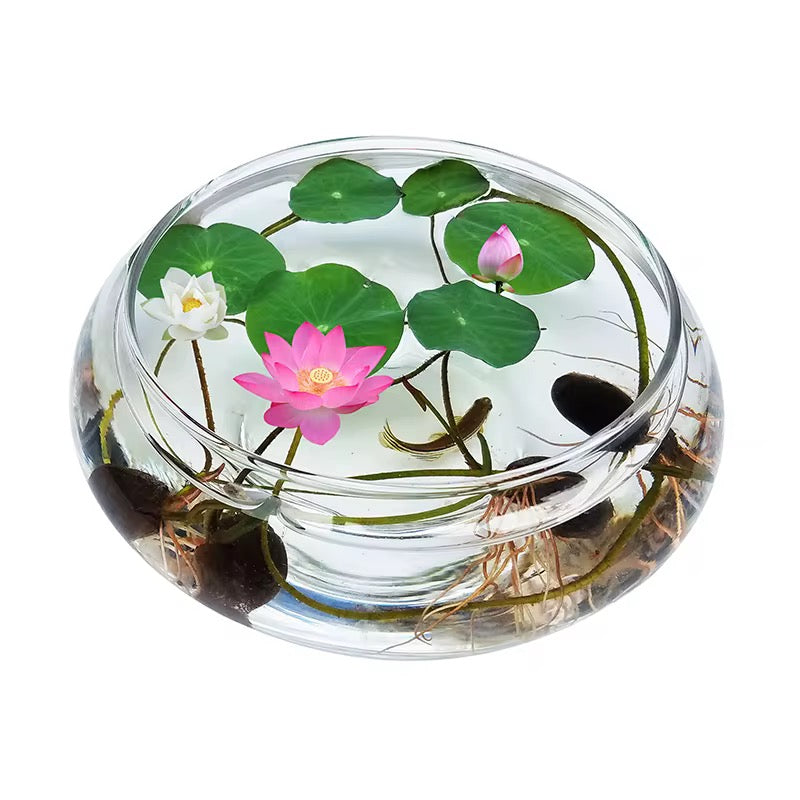 Bocal transparent