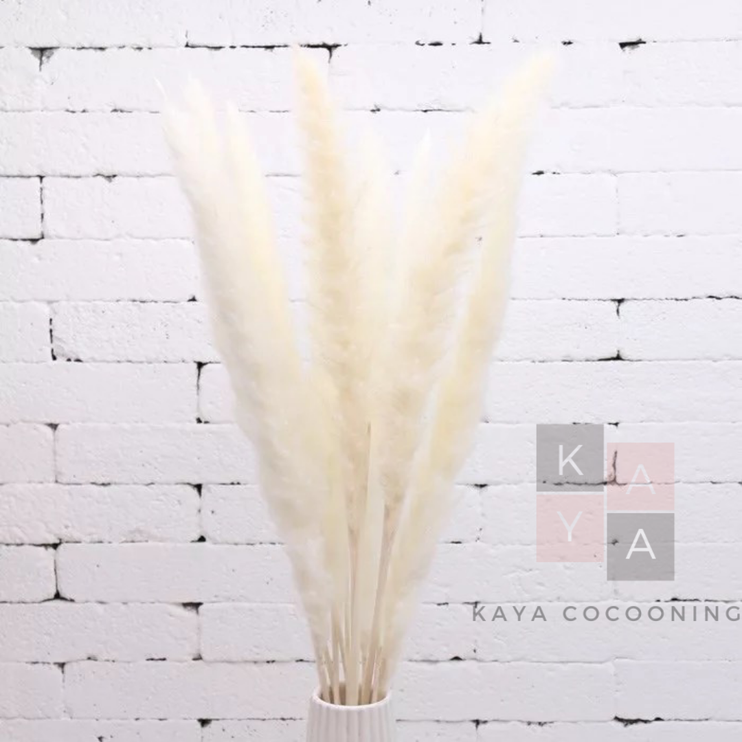Baby Pampas