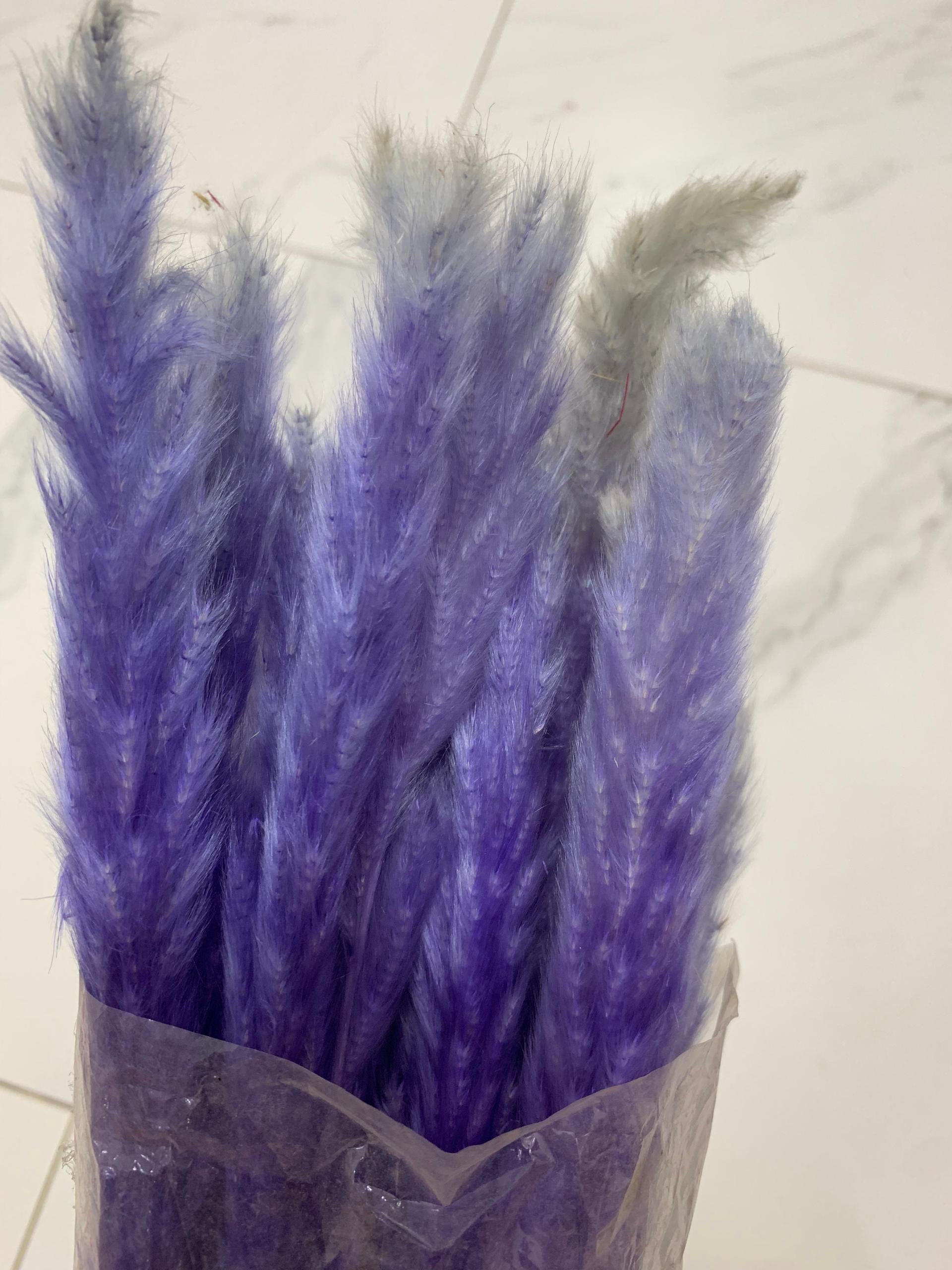 Baby Pampas