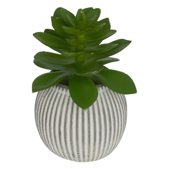 Mini Succulente Sillon