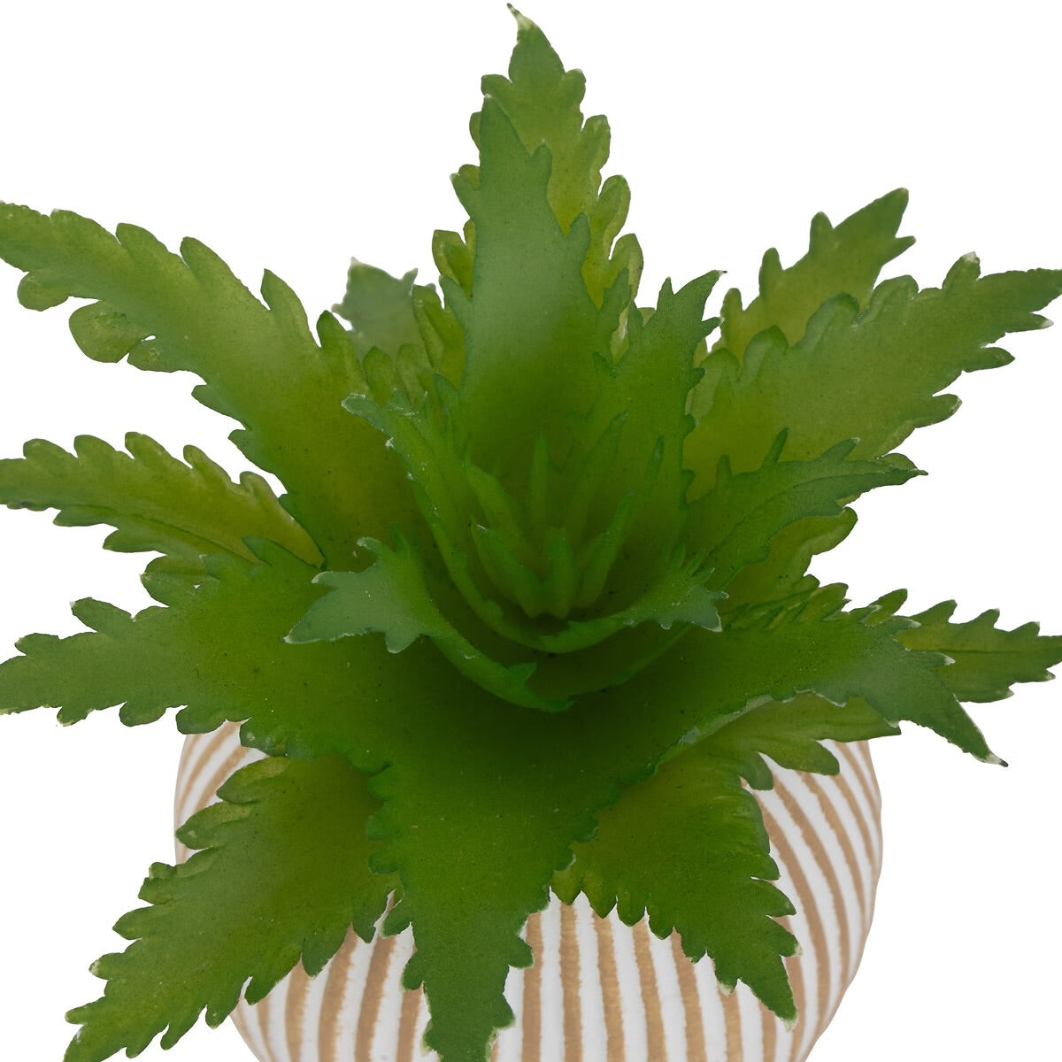 Mini Succulente Sillon