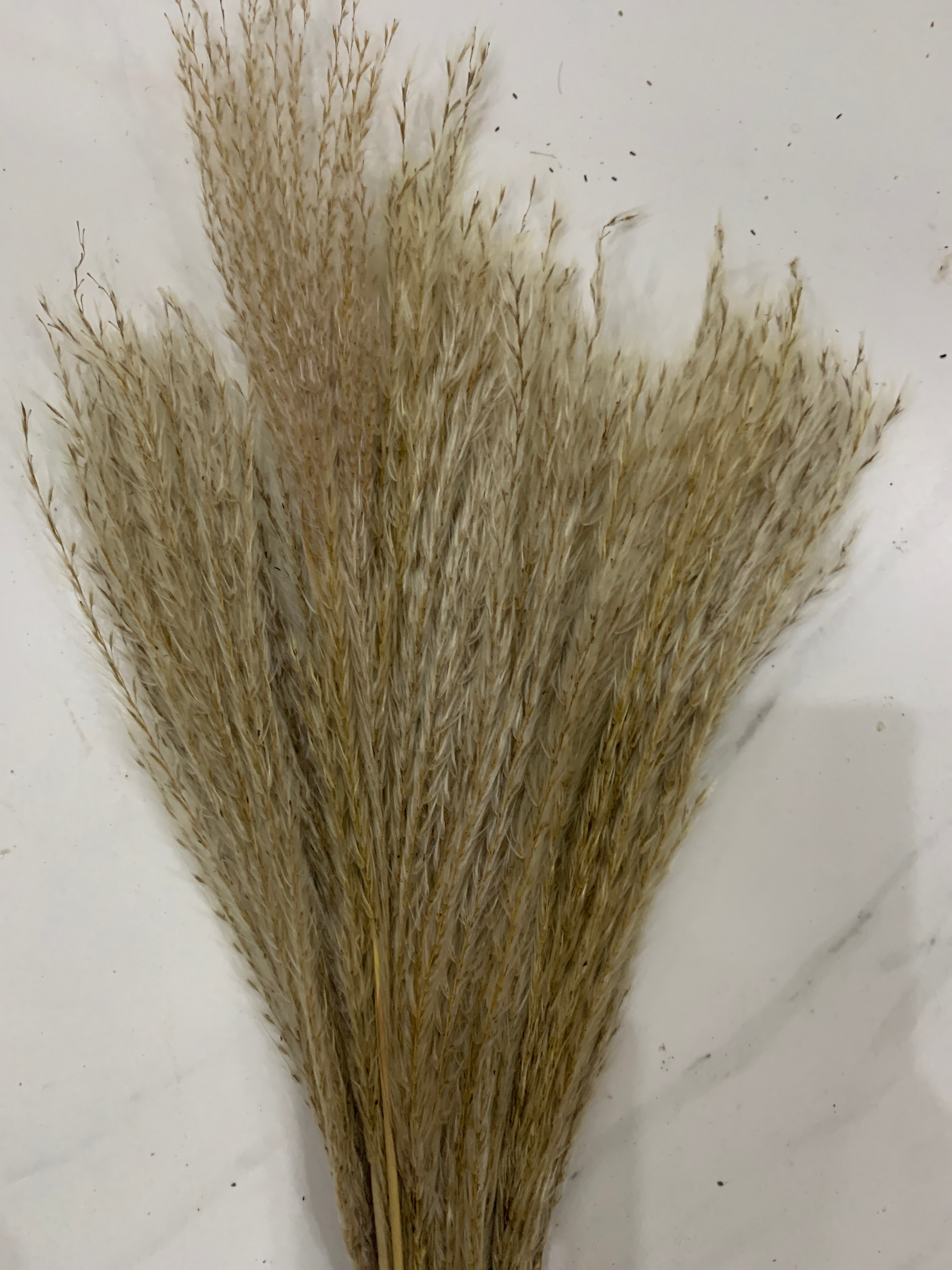 Baby Pampas