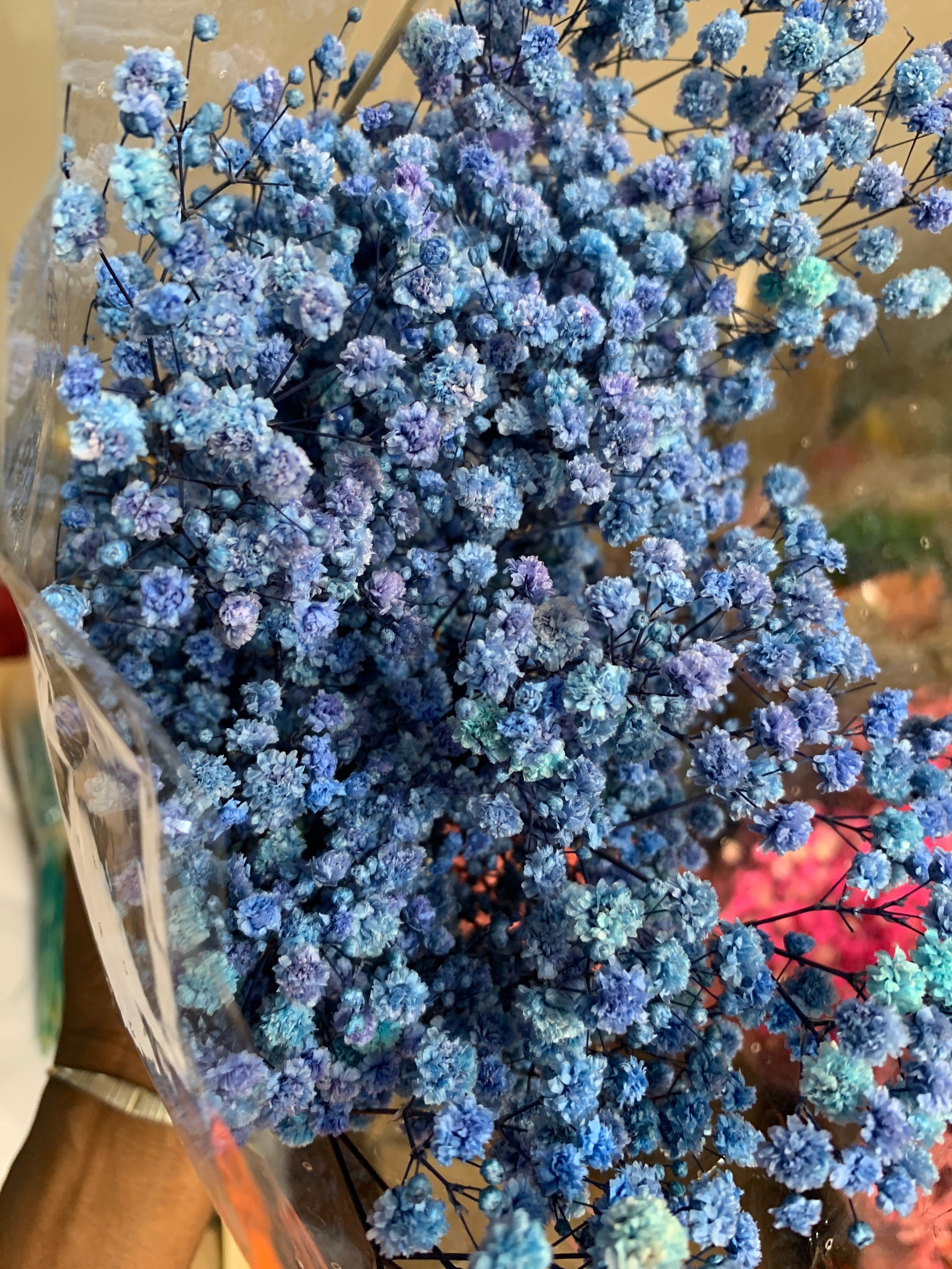 Gypsophile Séché