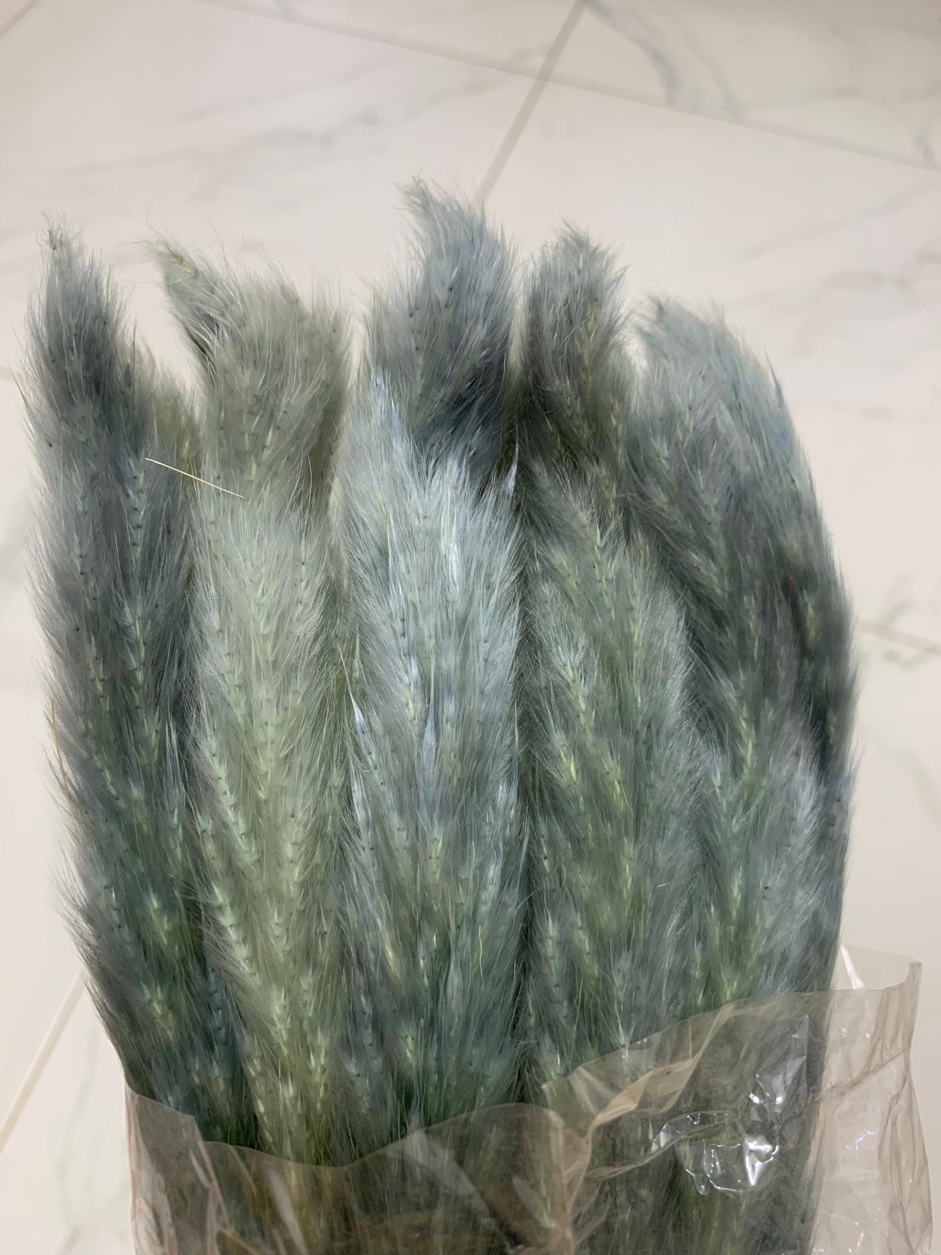Baby Pampas
