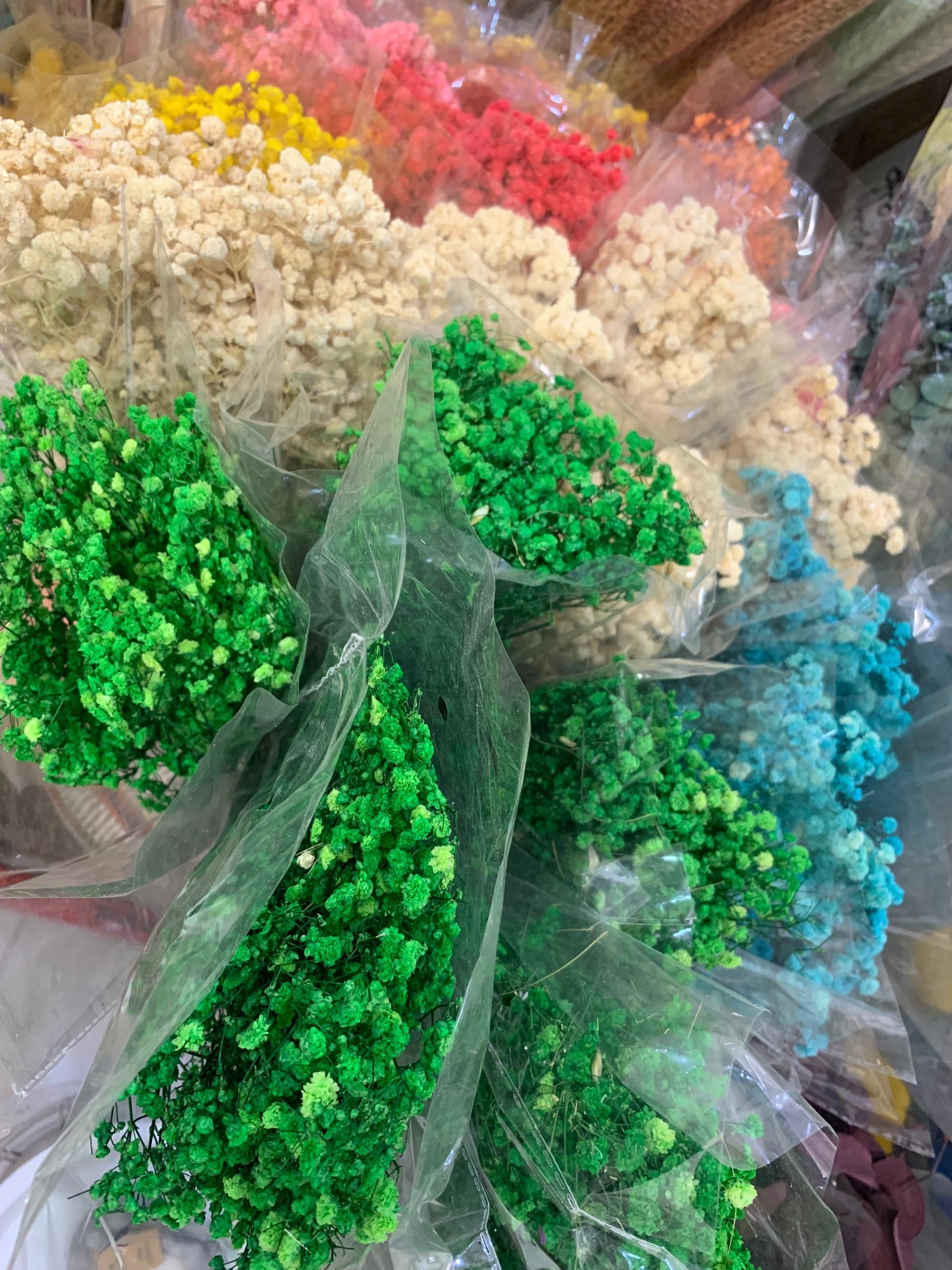 Gypsophile Séché