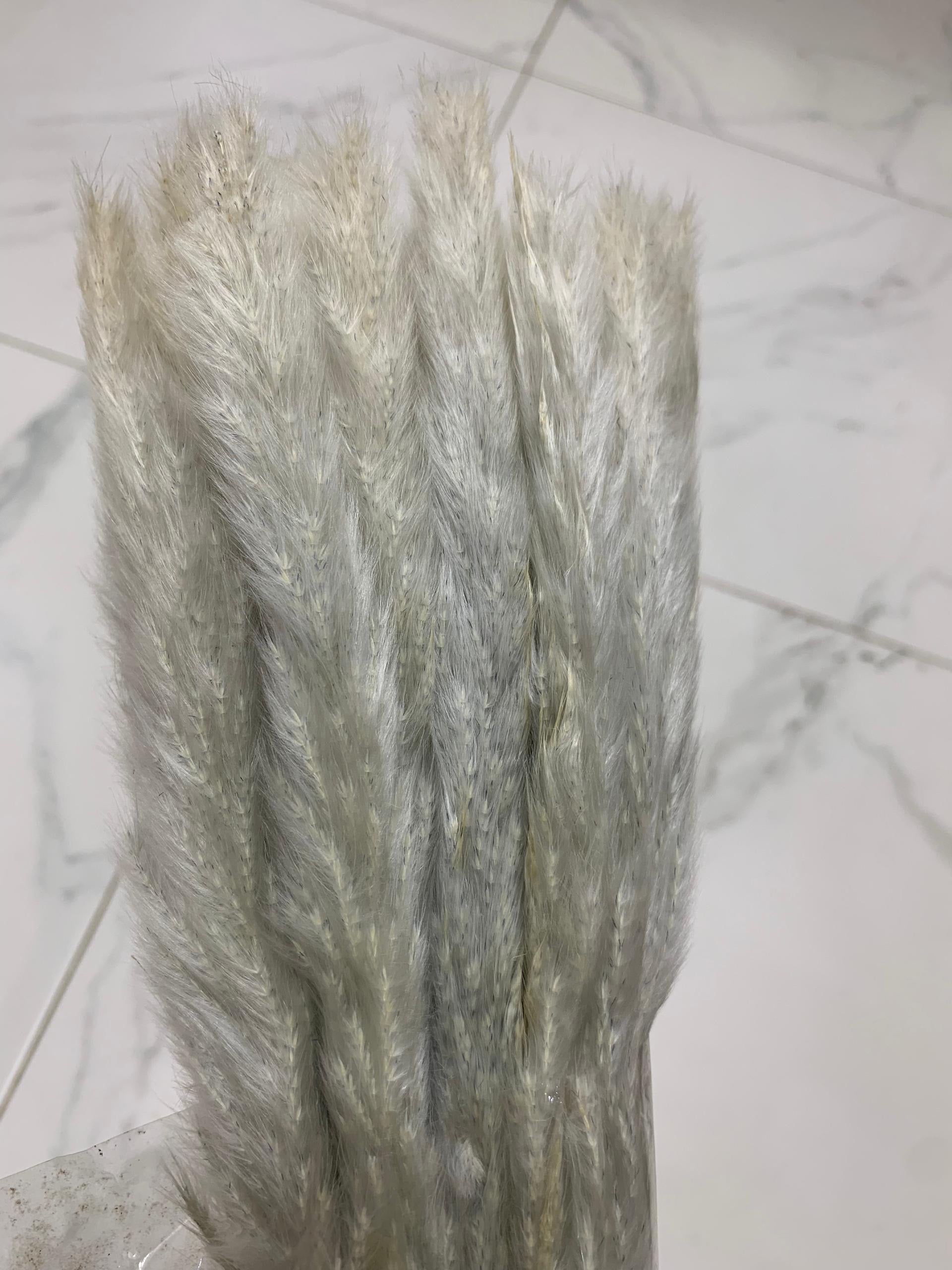 Baby Pampas