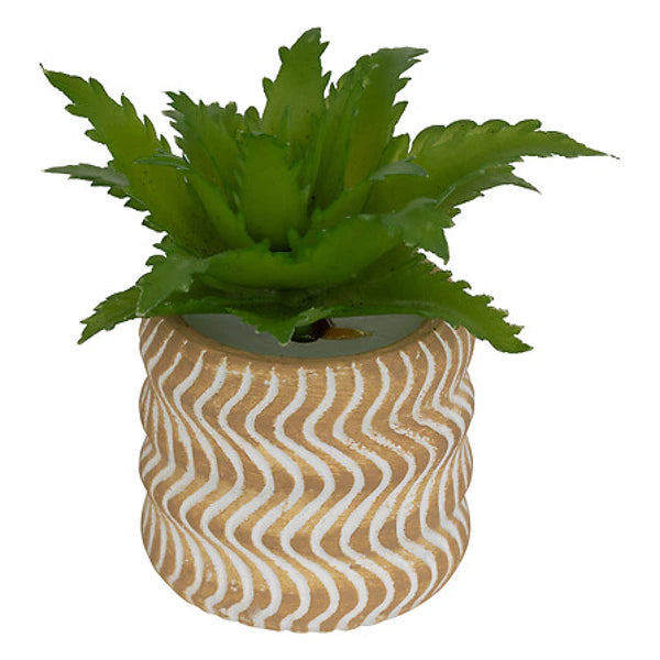 Mini Succulente Sillon