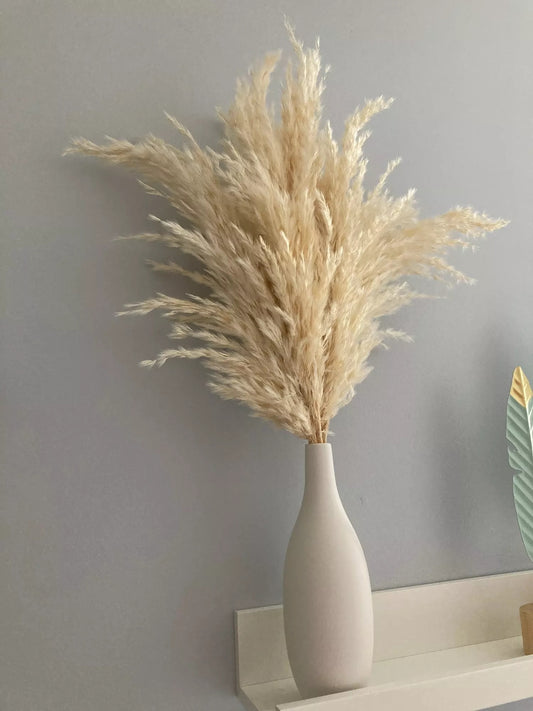 Pampas naturelles fluffy