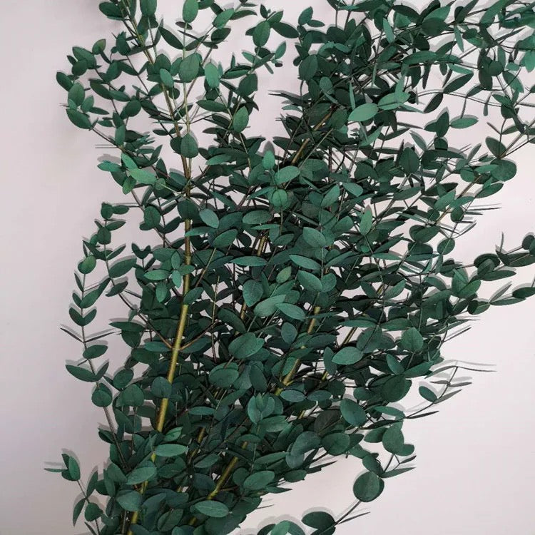 Eucalyptus parvula séché naturel