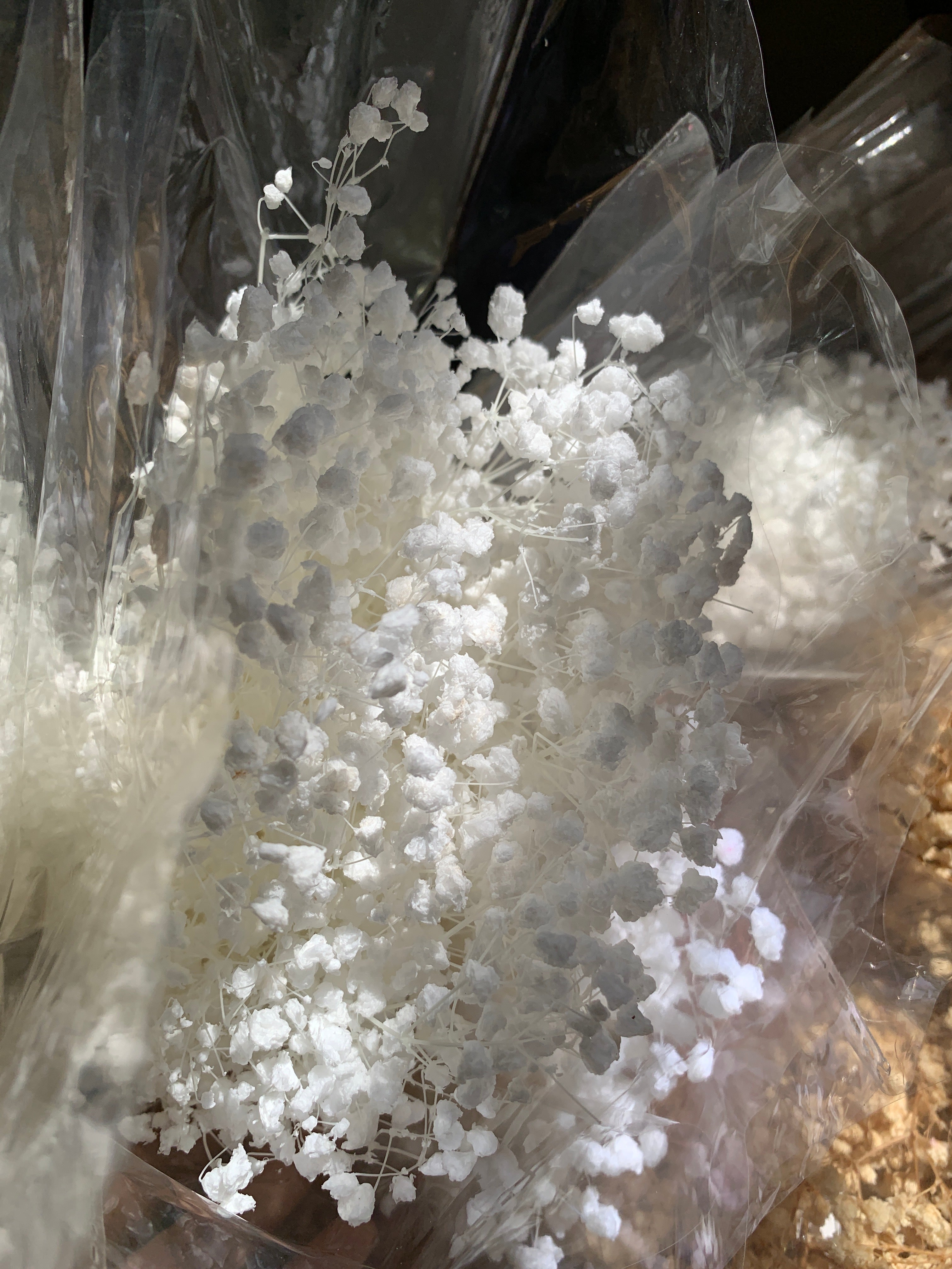 Gypsophile Séché