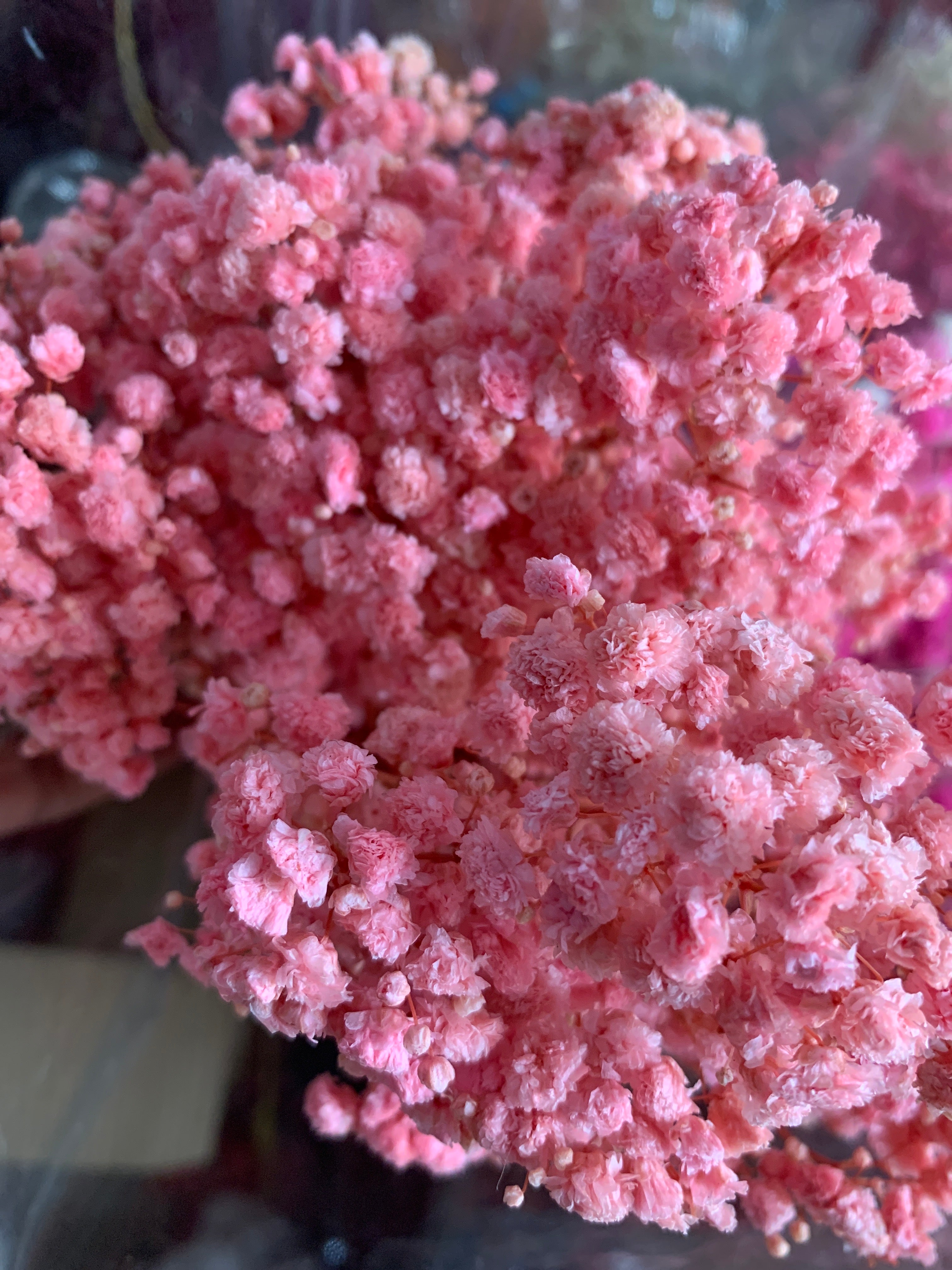 Gypsophile Séché