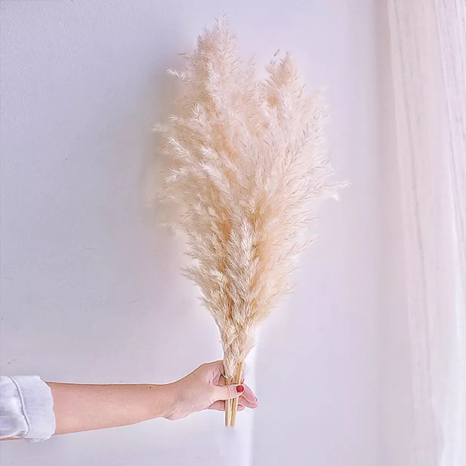 Pampas naturelles fluffy