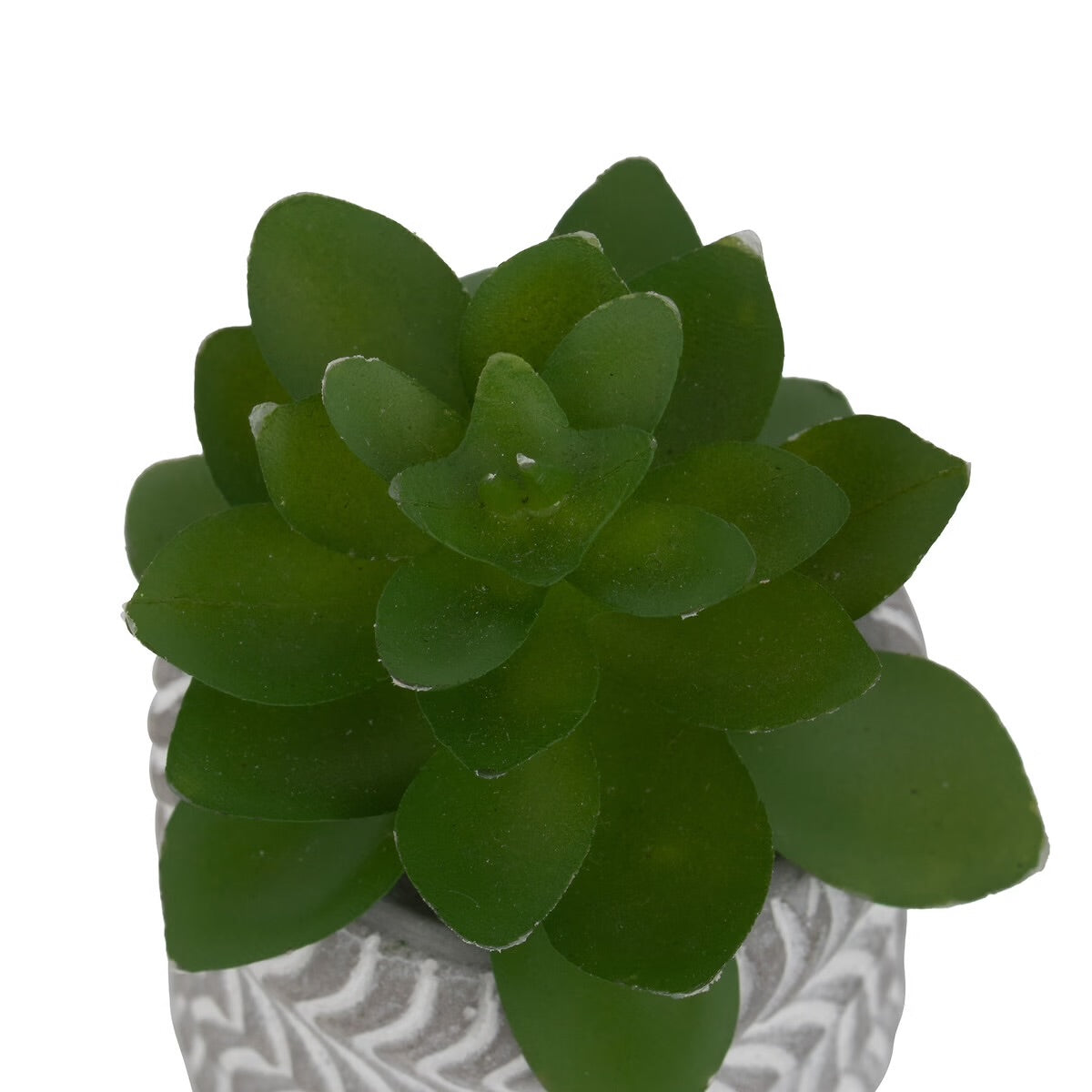 Mini Succulente Sillon