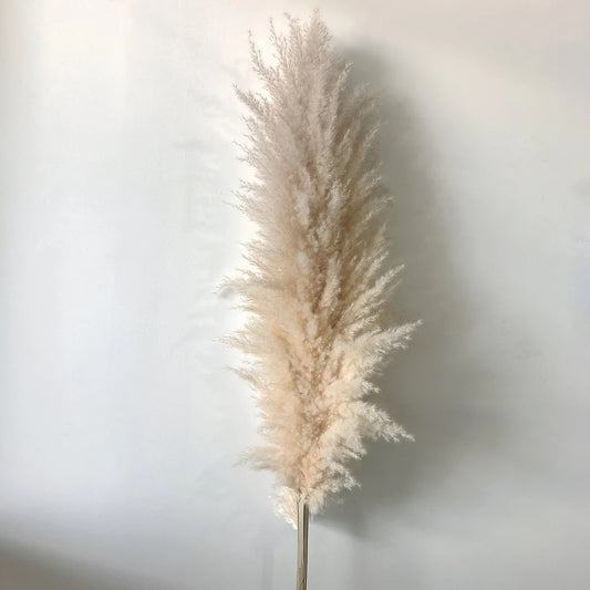 Pampas Grand Modèle