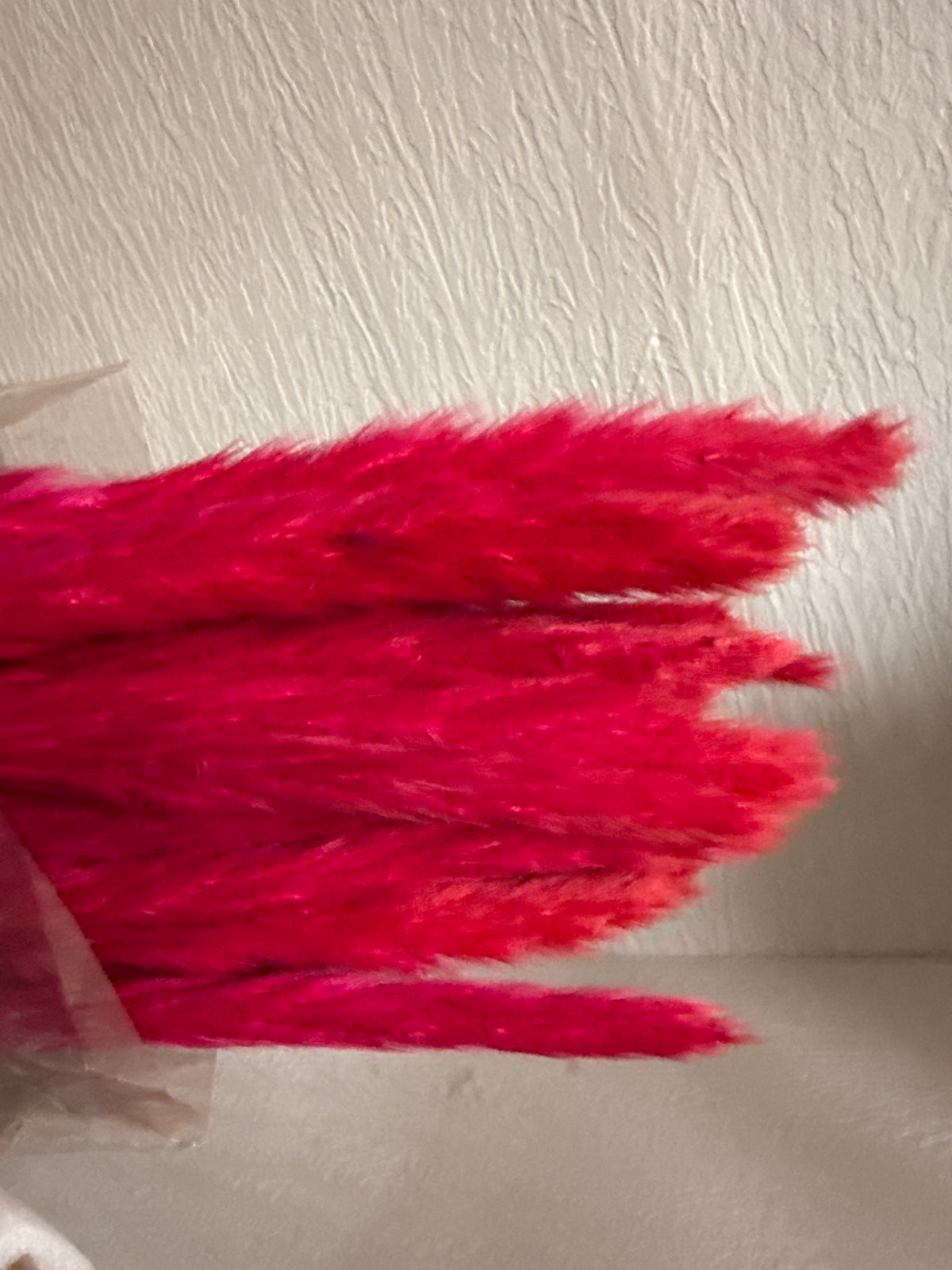 Baby Pampas