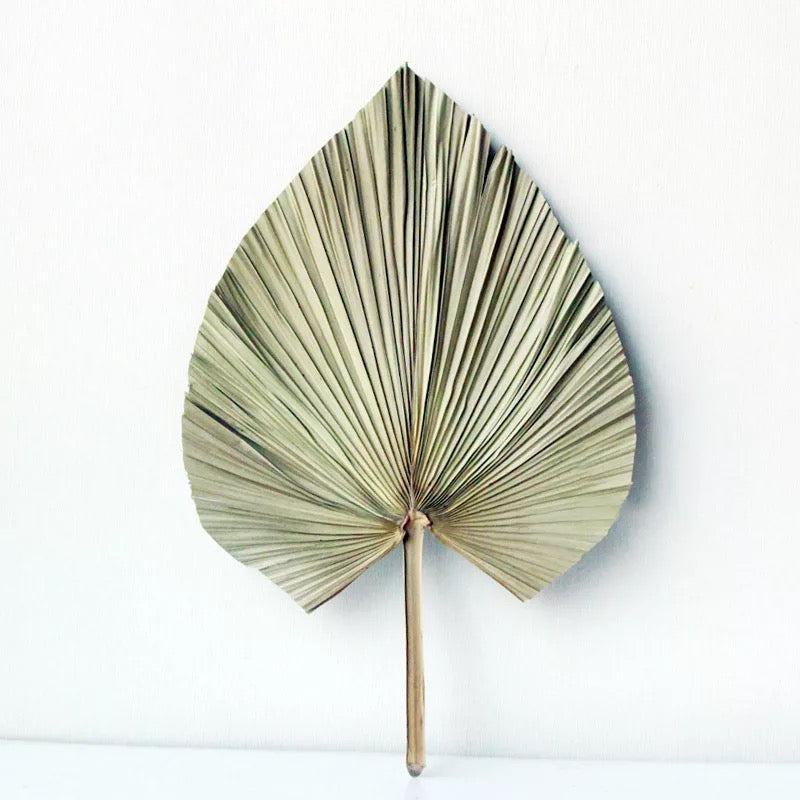 Feuille de palmier séché