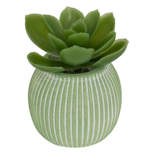 Mini Succulente Sillon