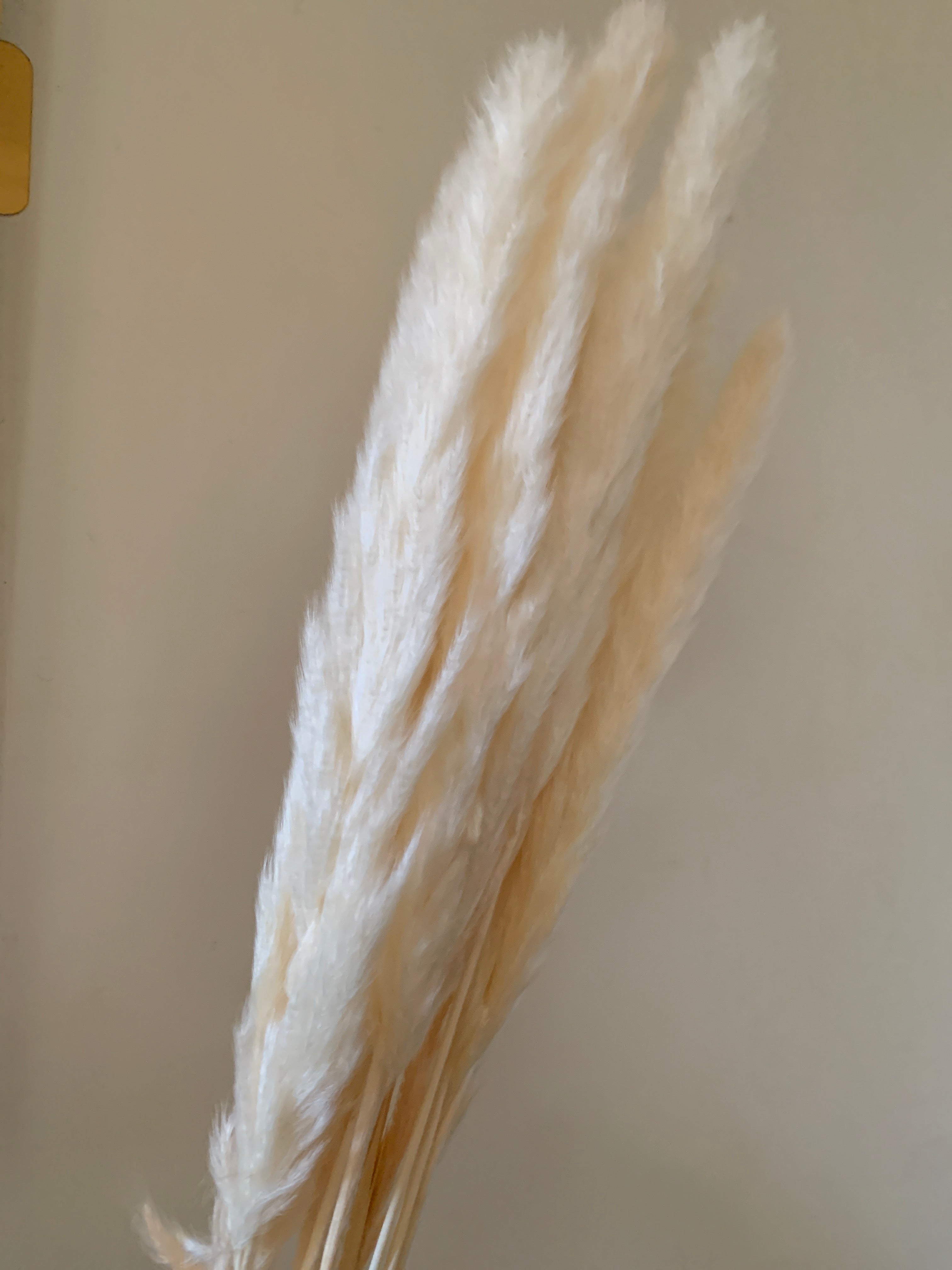 Baby Pampas