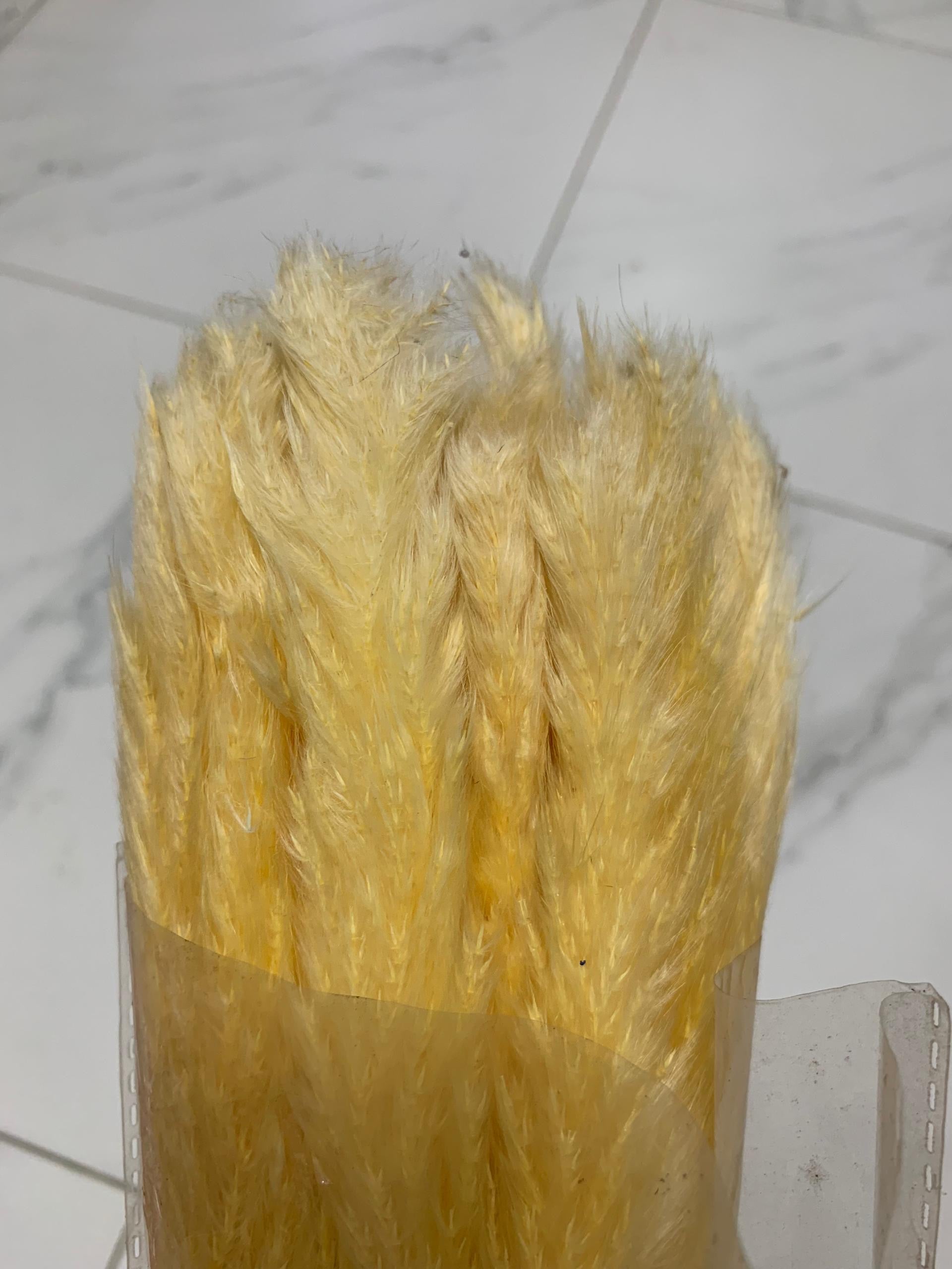 Baby Pampas