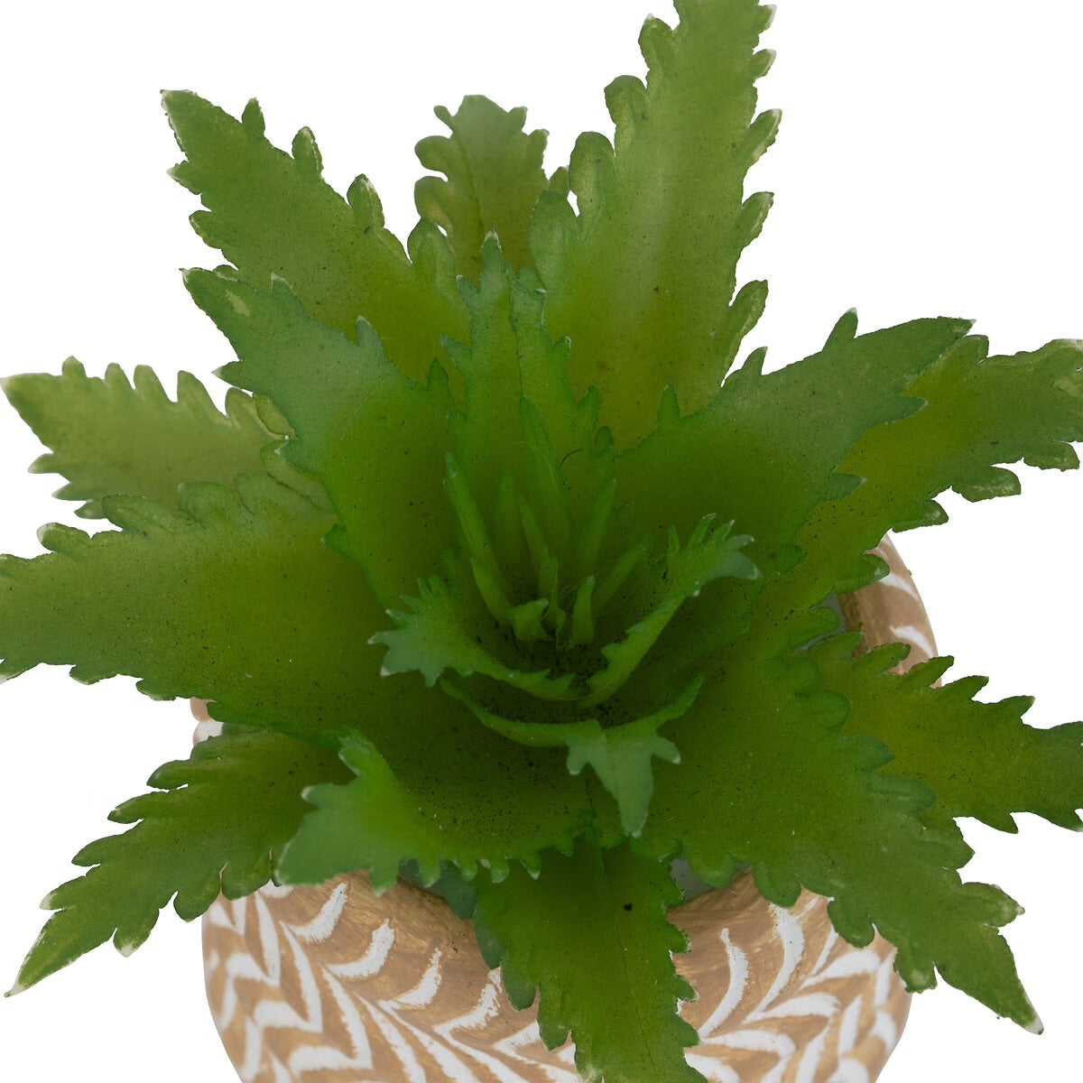 Mini Succulente Sillon