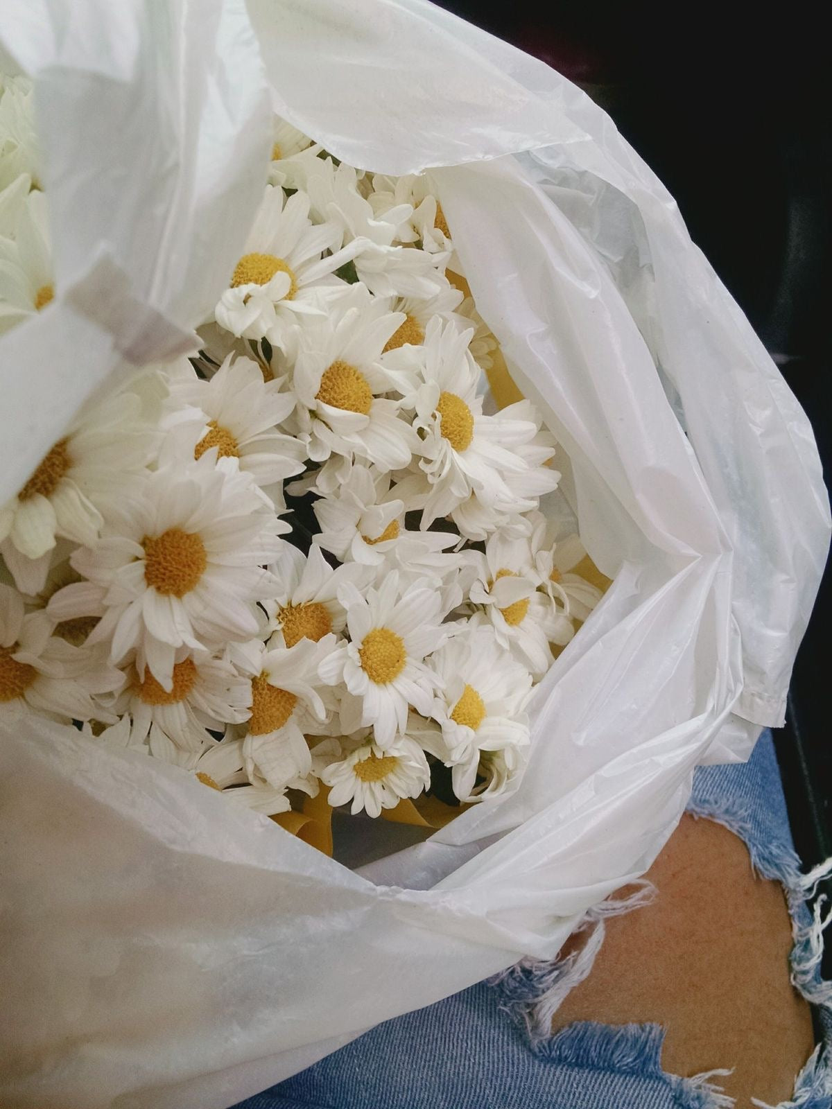 Fleur de marguerite séchée