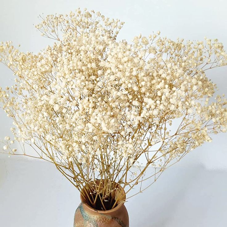 Gypsophile Séché