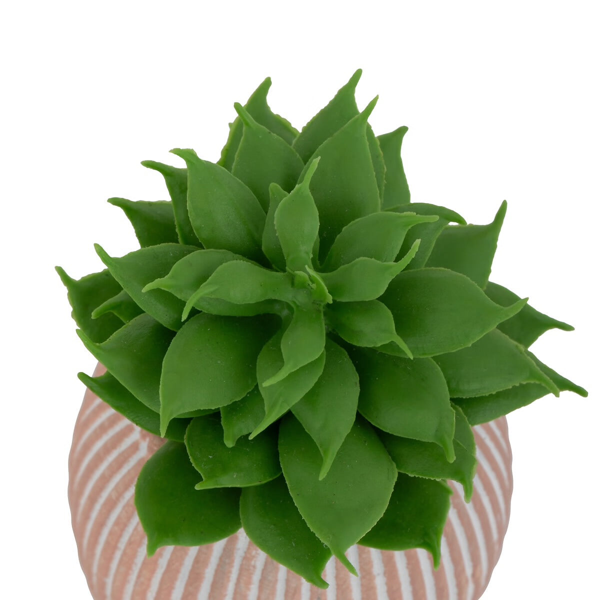 Mini Succulente Sillon