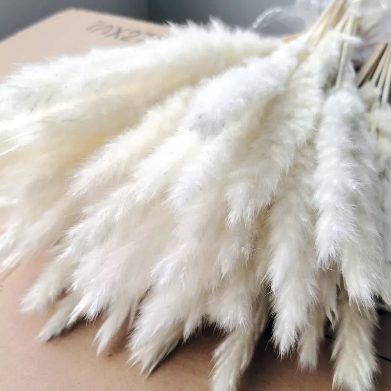 Baby Pampas