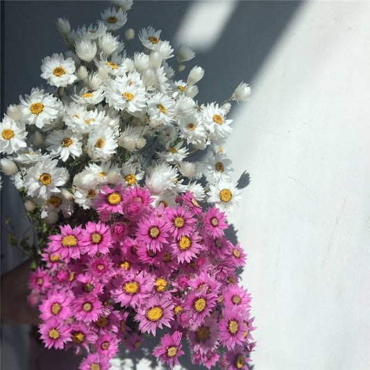 Fleur de marguerite séchée