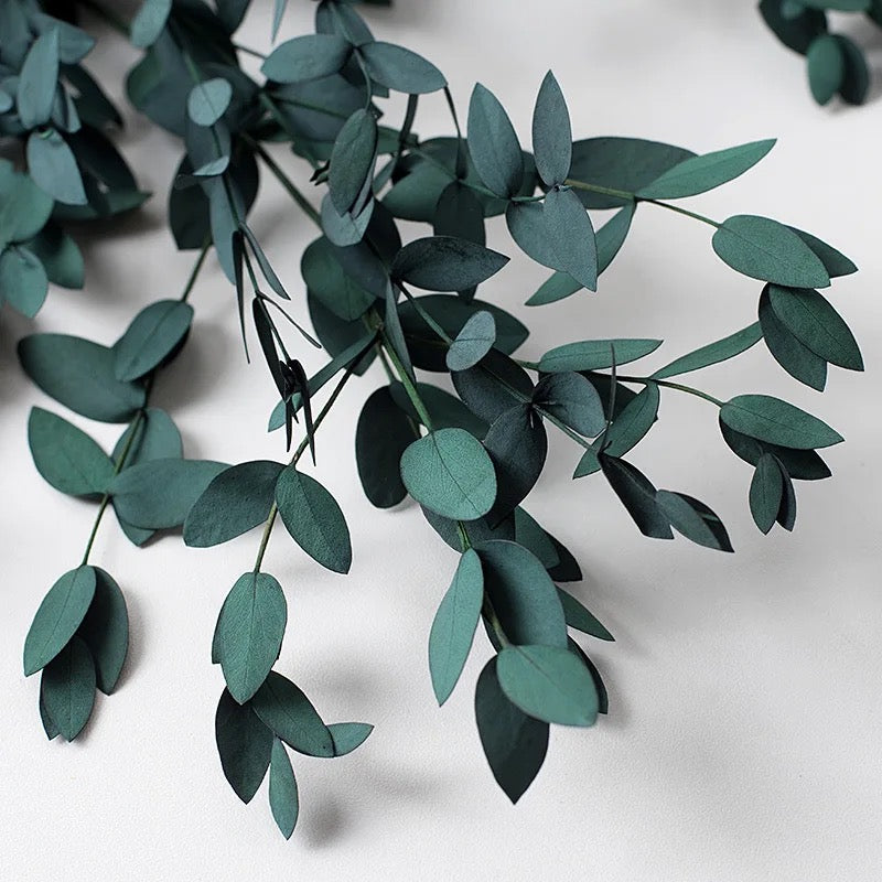 Eucalyptus parvula séché naturel