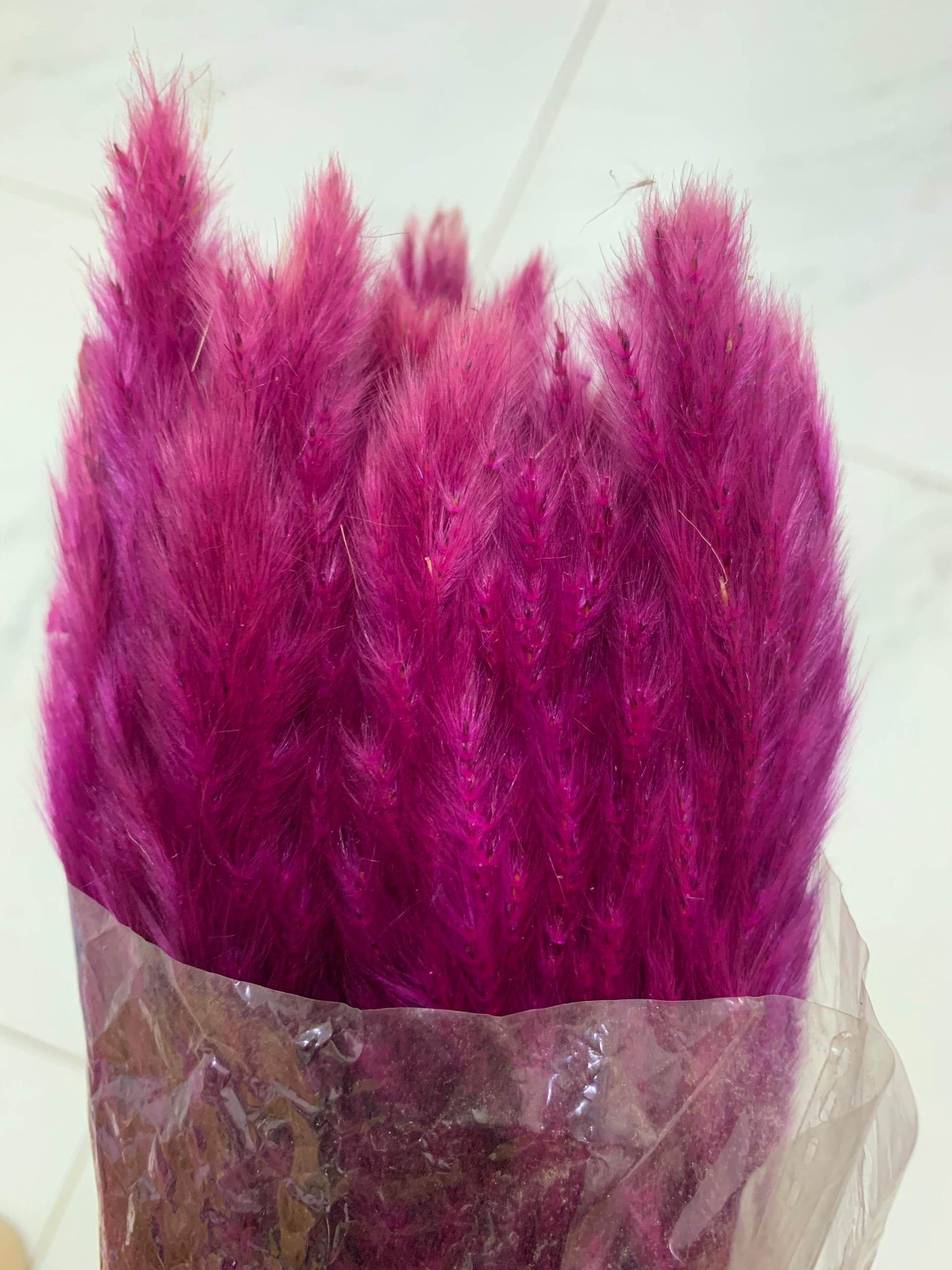 Baby Pampas