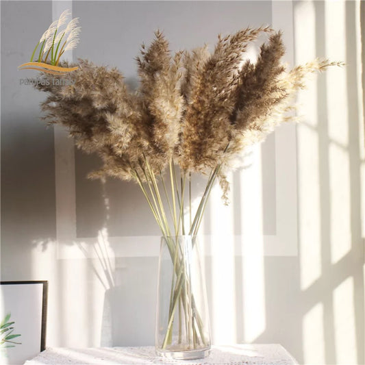 Pampas naturelles fluffy
