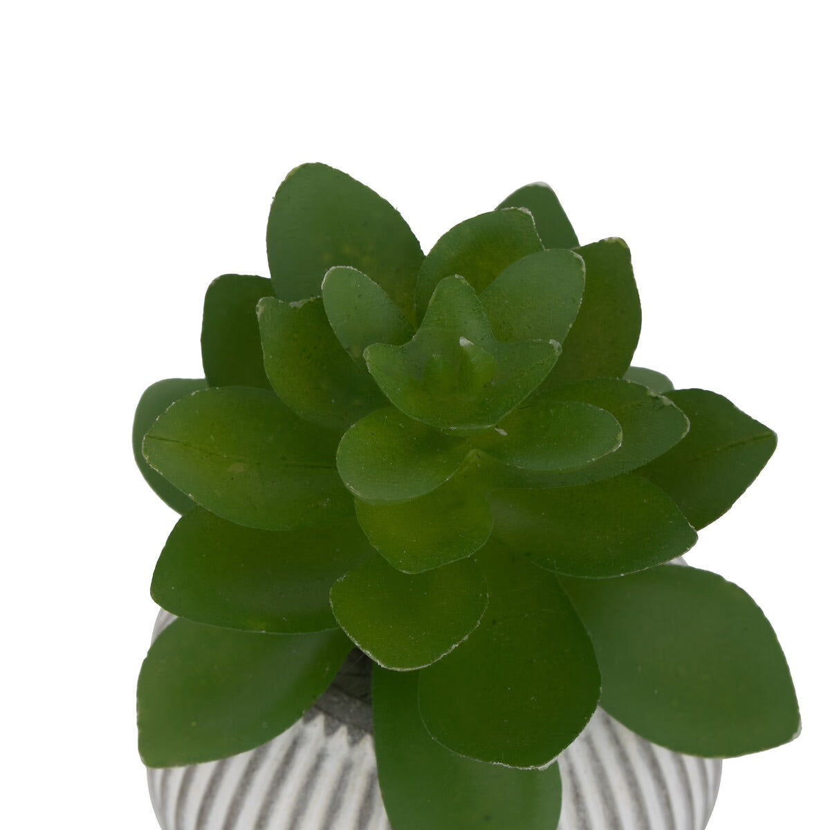 Mini Succulente Sillon