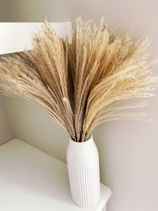 Feuilles de Pampas fins