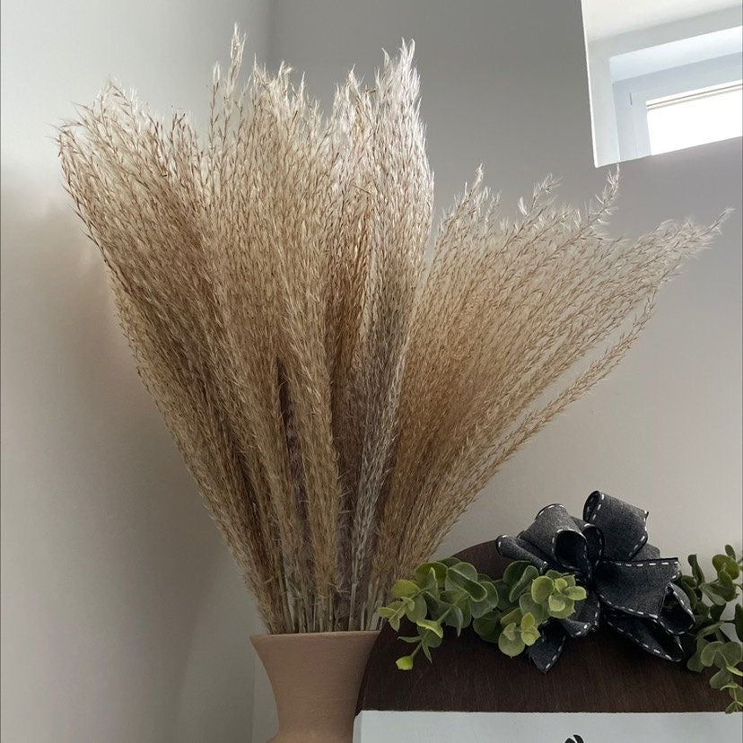 Feuilles de Pampas fins