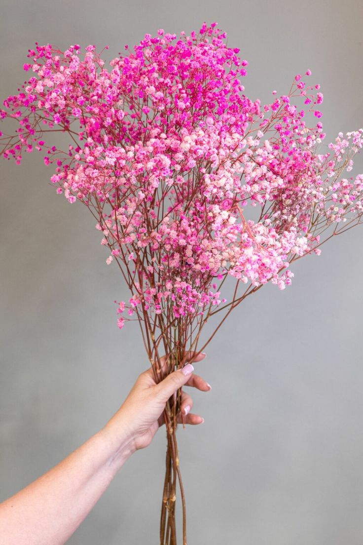 Gypsophile Séché