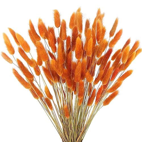 Fleurs queue de lapin