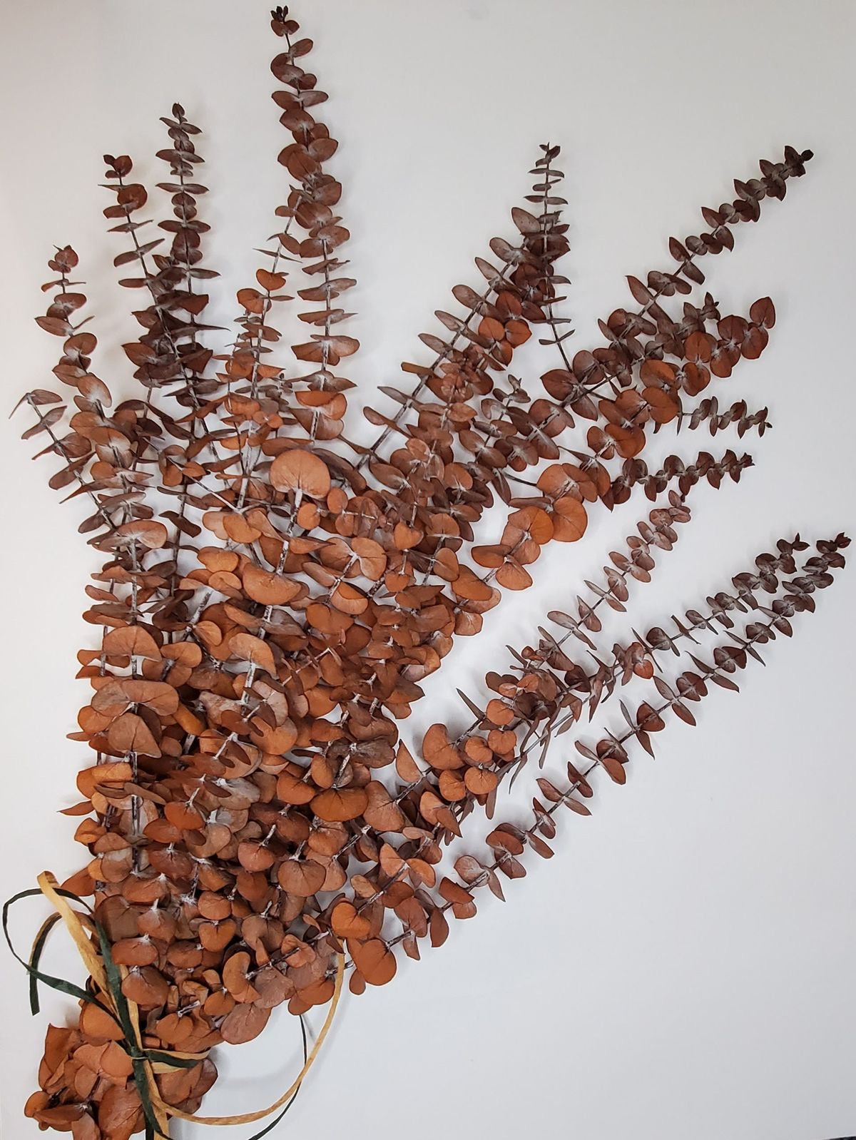 Eucalyptus séché naturel