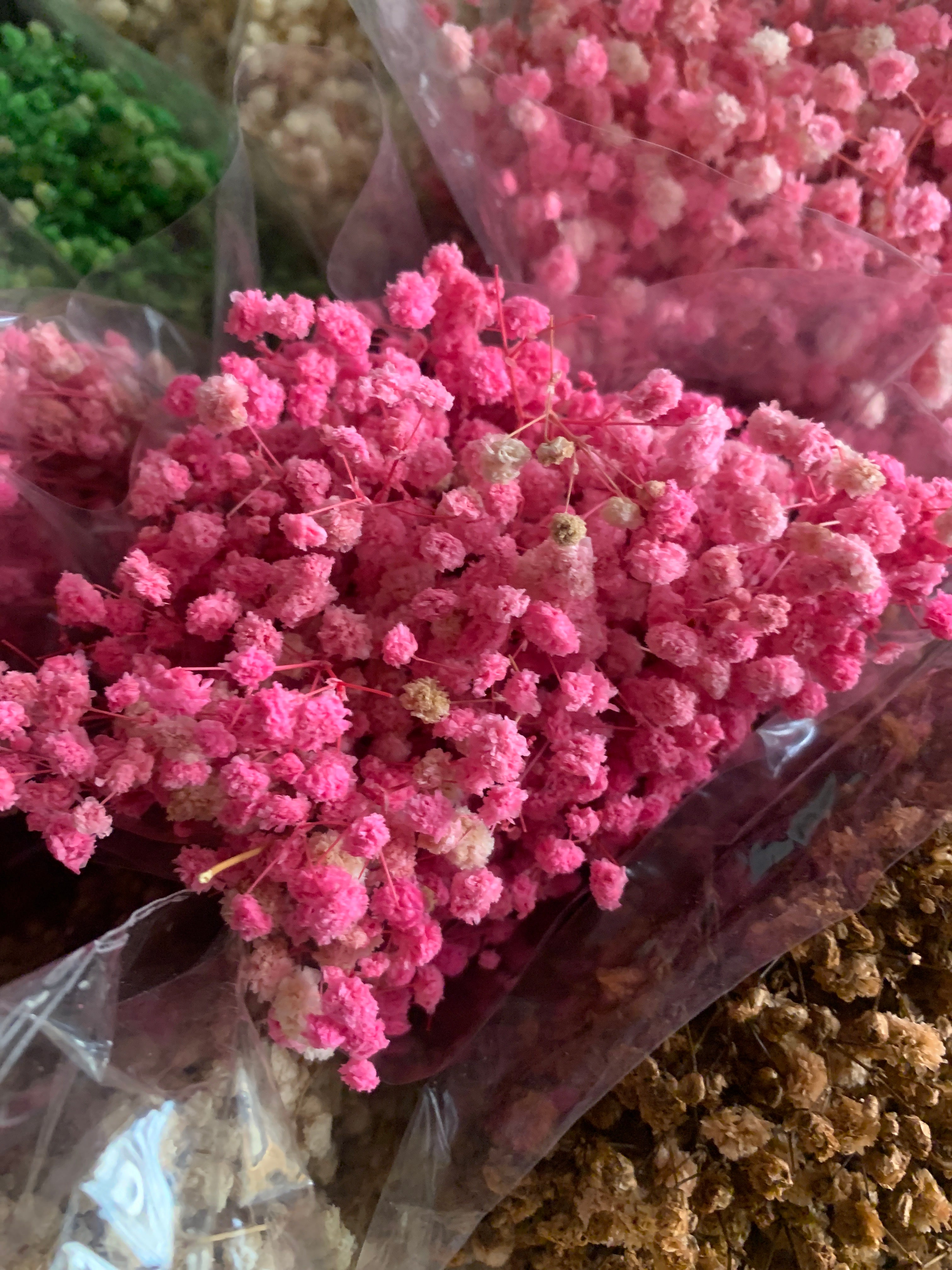 Gypsophile Séché