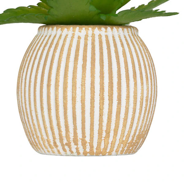 Mini Succulente Sillon