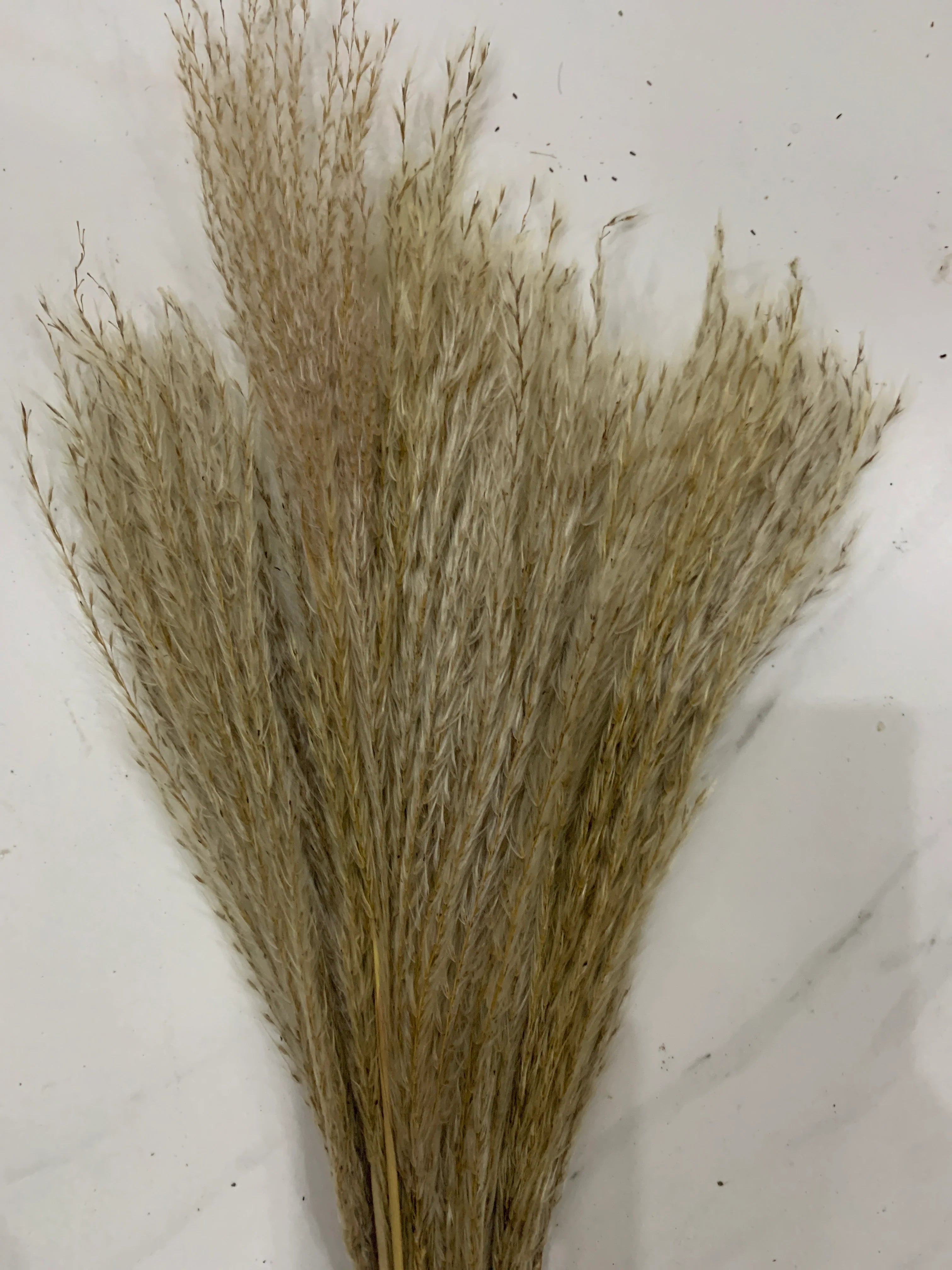 Feuilles de Pampas fins