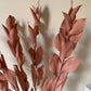 Ruscus Séchés