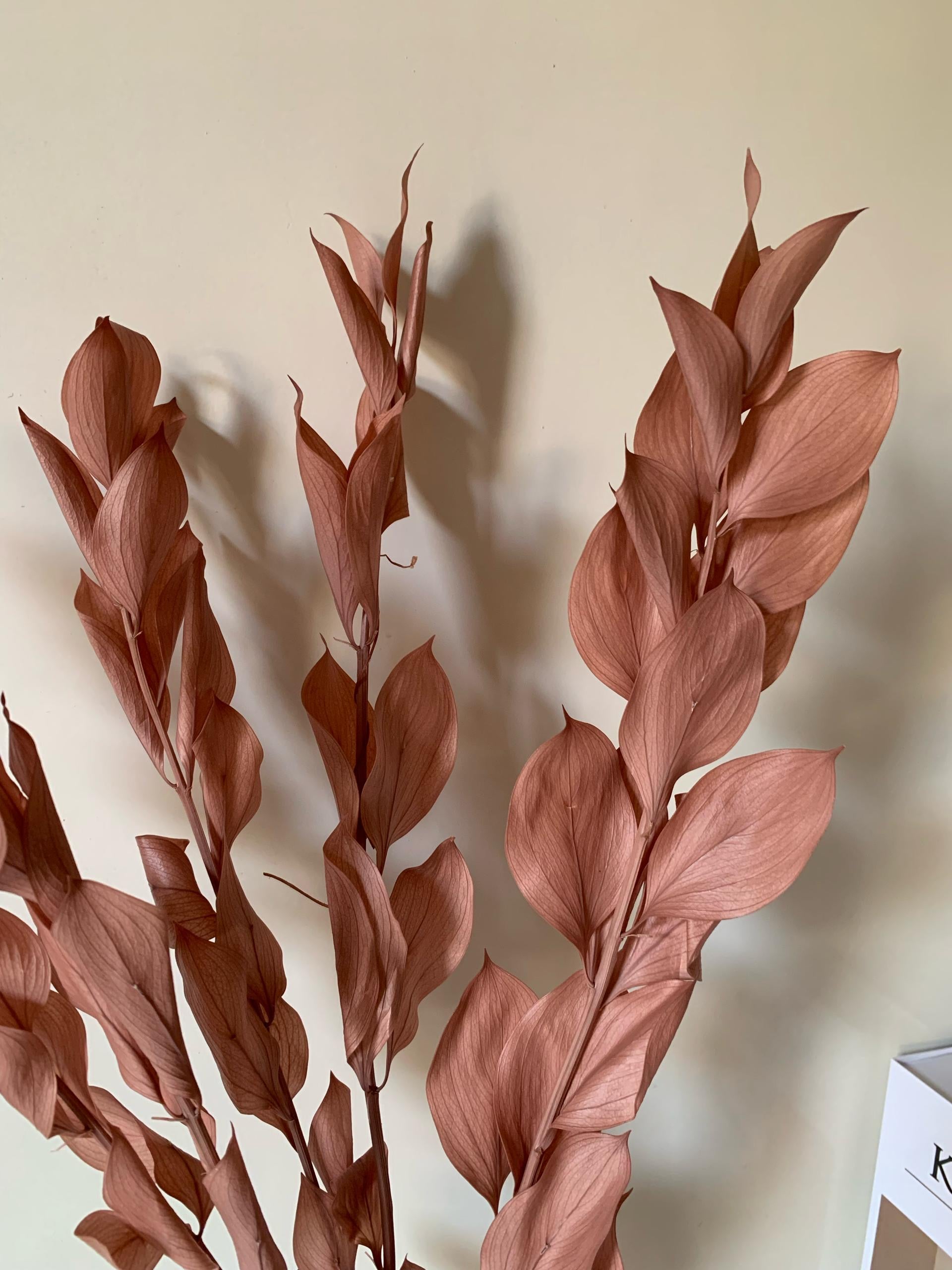 Ruscus Séchés