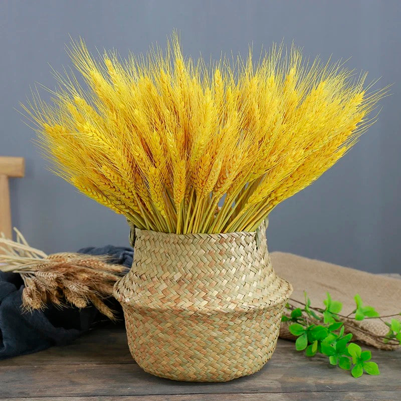 Blés séchés