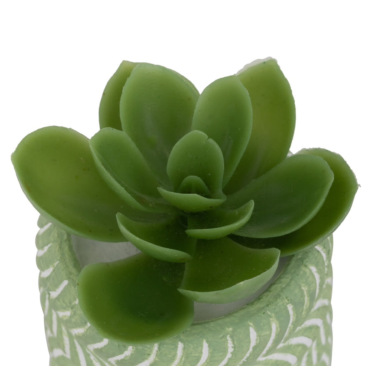 Mini Succulente Sillon