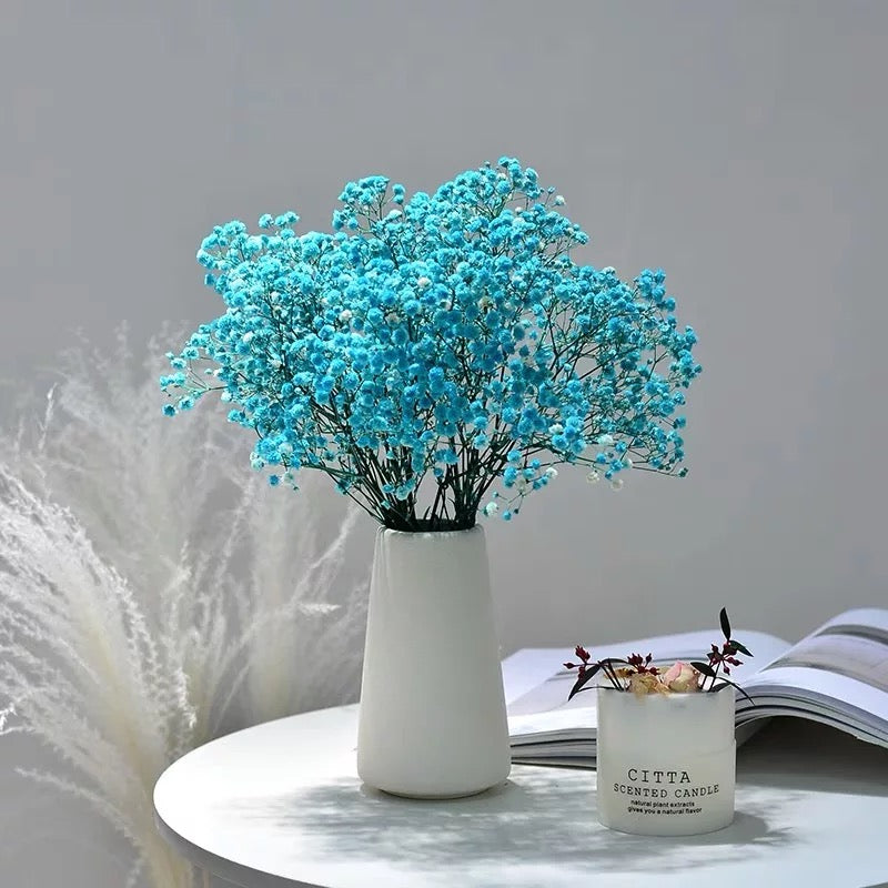 Gypsophile Séché